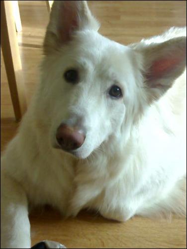 White german shepherd - My white German Shepherd looking at the camera with a confused look. (head turned to the side)