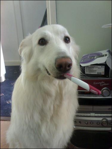 White German Shepherd Dog With A Toothbrush - My dog stole my sister's toothbruch and now has it in her mouth.