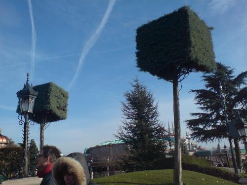Square Tree's - Square tree's outside sleeping beauty's castle in disney land paris.