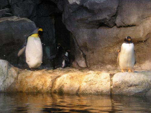 Penguins - Penguins at the Pittsburgh Zoo