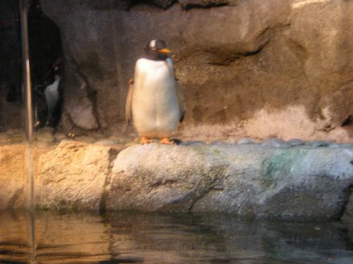 Penguin - Taken at the Pittsburgh Zoo