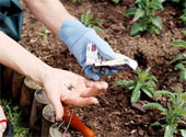 garden - Planting seeds in the garden.