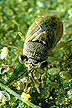 a photo of a bug - a close up ohoto of an insect
