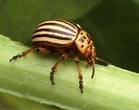 a bug on a plant - a close up photo of an insect on a plant