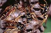 a photo of some bugs - a picture of some insects.
