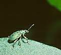 picture of a green insect - a photo of a green bug