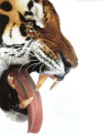 Tiger - Royal Bengal