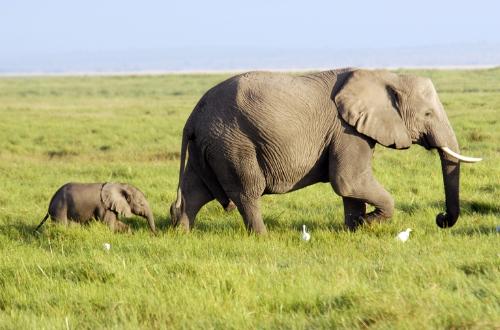 relationships - elephants relationships