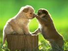 my favorite animals - they are so cute and intimacy I like them so much!