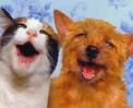 cat and dog - a very funny photo of a smiling cat and dog