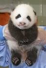 This photo is Cute baby panda - This photo is Cute baby panda. Do you know panda? panda is the most cute animal in the world. They have six fingers. They eat bamboo
