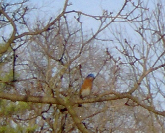 Blue Bird in my Yard - This is one of two bluebirds that has been in my yard here. It is the first time in many years that I had seen a bluebird in my yard. The last time I had a blue bird in my yard was when I was a kid and they were very popular to see everywhere. I was very excited to see the blue birds coming back.