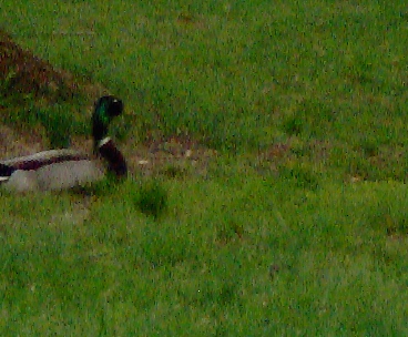 Mallard Ducks  - These Mallard ducks came in my yard twice a day for feeding, in the morning and late afternoon. Many times we were outside eating our dinner and we would see the waddling up from the little pond down behind our house.