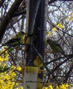 Yellow Chic-o-dees - We actually had 6 sets of yellow chick-o-dees every day in our yard. They love the yellow colored feeder that had the tiny black thistle seeds in them.