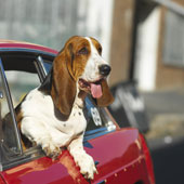 Beagle - basset hound leaning out the window of a car