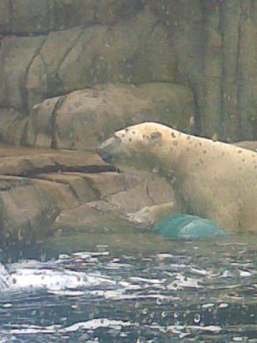 Polar Bear - Polar Bear Picture from The Pittsburgh Zoo