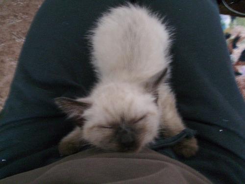 Kitty Cat or guinea Pig - I don't know why, but a guinea pig is what i think of when looking at Pom Pom the kitty in this picture, while she was sleeping.