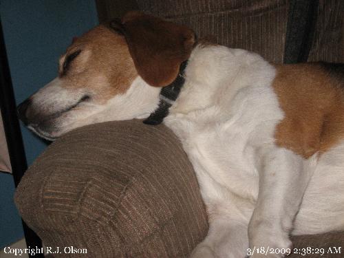 Buster - He's so relaxed sleeping with head rested on the arm of the chair. Buster - He's so relaxed sleeping with head rested on the arm of the chair.