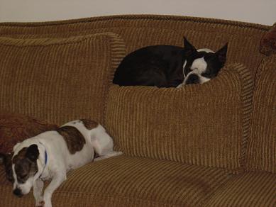 Couch Potatoes - Gus (right) and Cookie think they own the couch.