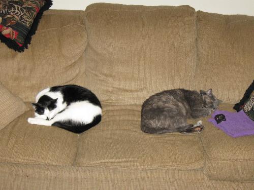 Cat Sleeping on Couch - Carlye and Ashley sleeping on the couch. So much for watching tv.