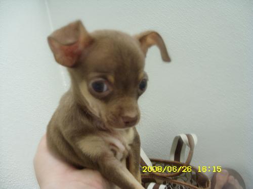 Gizmo!! - My lil puppy right before we got to bring him home!!! :)