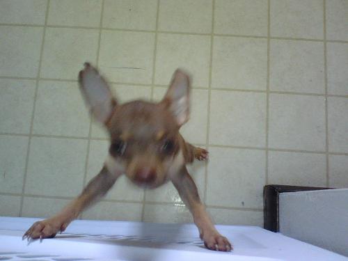 super gizmo - hahaha my boyfriend sent this to me.. Super Gizmo tryin to jump the gate. He def was NOT happy about being tied off to one area while we went to work. Finally, now we can let him roam all around.
