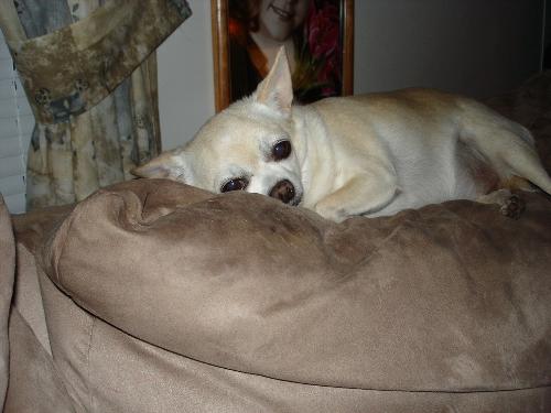 Tukay - Her fav spot is the back of the couch