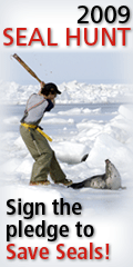 seals, baby seals, killing, massacre - Killing these baby seals for their fur!!!
