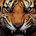 Tiger 6 - Tigers are so beautiful