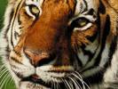 Tiger 8 - Another picture of a tiger