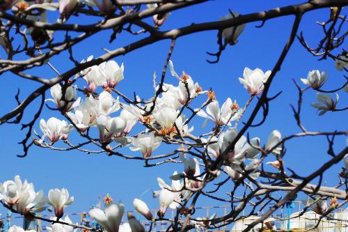 flower - I love the flowers,I love its beautiful colour.I love its spirit even more that a short life must to be lived out the best.