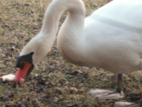 swan - a large white swan