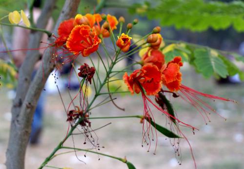 Flower - Bangladeshi Flower