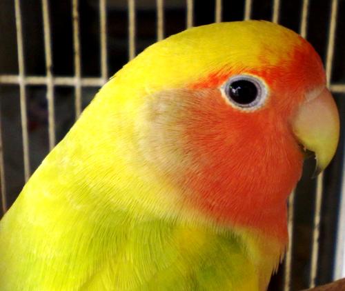 Bird - African Lovebird