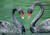love birds - love birds which are loving each other.