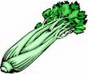 celery - celery is a healthy vegetable
