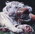 adopt a tiger!