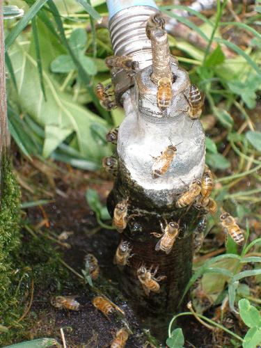 Bees - A lot of bees around a faucet.