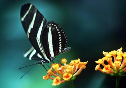 Butterfly and flowers - Butterflies are the adult flying stage of certain insects belonging to an order or group called Lepidoptera. Moths also belong to this group. The word 'Lepidoptera' means 'scaly wings' in Greek. This name perfectly suits the insects in this group because their wings are covered with thousands of tiny scales overlapping in rows. The scales, which are arranged in colorful designs unique to each species, are what gives the butterfly its beauty. A flower, sometimes known as a bloom or blossom, is the reproductive structure found in flowering plants (plants of the division Magnoliophyta, also called angiosperms). The biological function of a flower is to mediate the union of male sperm with female ovum in order to produce seeds.