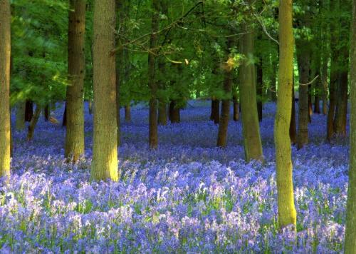 AshridgeBluebells - The Chilterns is famous for its beautiful bluebell woods which contain stunning swathes of bluebells from late April to mid-May. We have listed the best woods to visit this spring