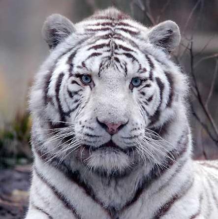 tiger - beautiful tiger