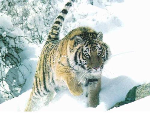 tiger - siberian tiger