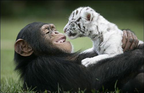 tiger - tiger & monkey