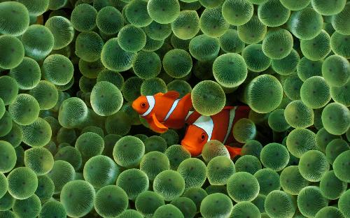 Clown Fish - A Picture of two clown fishes. The picture seems unreal but this is the beauty of nature. I Think.