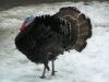 Coming Soon - Turkey season Is almost here.This is almost my favorite season of all.