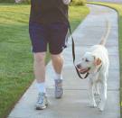 walking the dog - takeing a dog for a walk