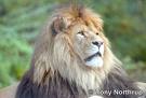 lion  - cute lion