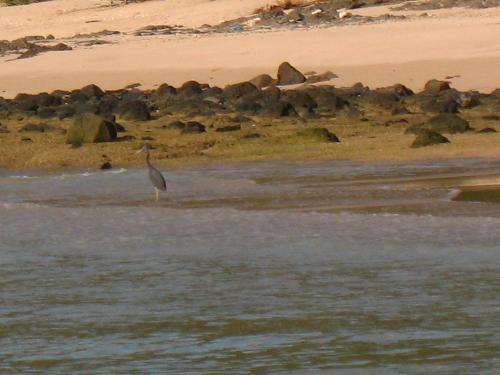 Gazelle - Gazelle on an island.