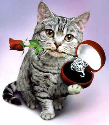 a cat - a cat with a ring and a rose