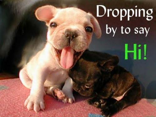 puppies - two cute puppy you'll love to see them